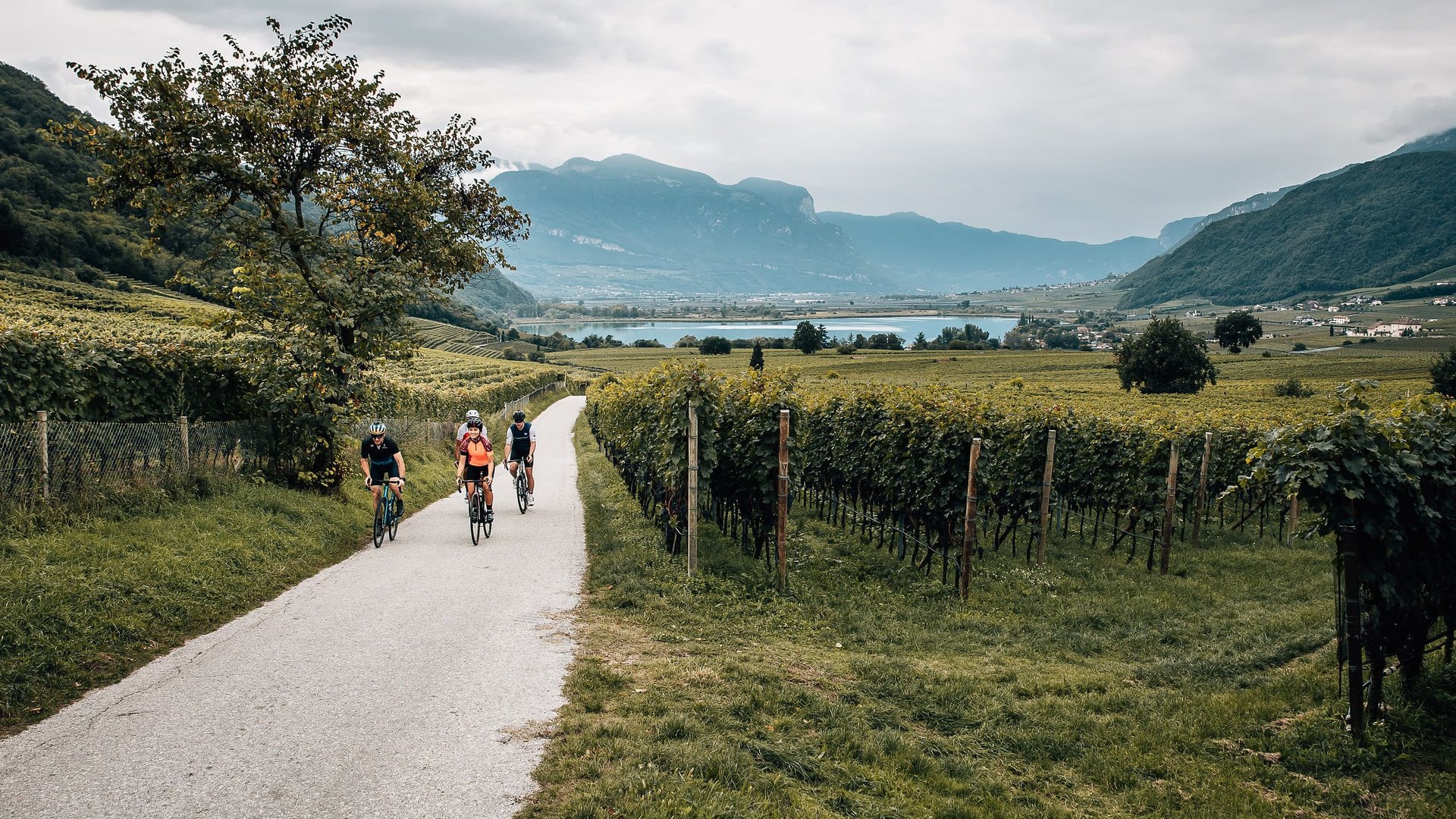 Roadbike Holidays © Jens Scheibe Drei Radfahrer auf Weg durch Weinberge in hügeliger Landschaft mit Bergen im Hintergrund
