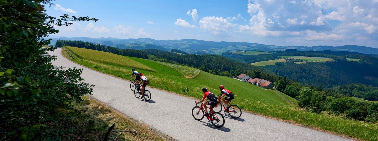 Rennrad Urlaub in der Buckligen Welt © Joris Lugtigheid Drei Radfahrer fahren auf einer Landstraße durch grüne Hügel bei blauem Himmel